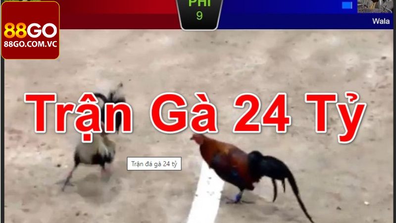 Cập nhật kết quả trận gà 24 tỷ