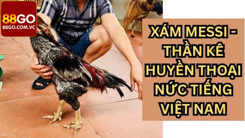 Thời kỳ đỉnh cao của gà chọi Xám messi
